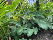 Permaculture Paradise